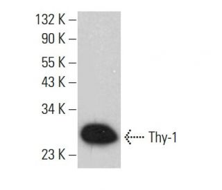 Thy-1/CD90 Antibody (HIS51) - Western Blotting - Image 377259 