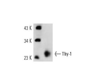 western blotting image from recommended Thy-1/CD90 (OX7) monoclonal antibody replacement. Image 12967