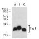 Thy-1/CD90 Antibody (NIMR-1) - Western Blotting - Image 14271 