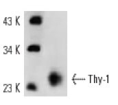 Thy-1/CD90 Antibody (OX7) | SCBT - Santa Cruz Biotechnology