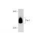 Thy-1/CD90 Antibody (T24/31) - Western Blotting - Image 68076 
