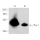 Thy-1/CD90 Antibody (T24/31) - Western Blotting - Image 353696