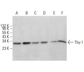 Thy-1/CD90 Antibody (YBM29/21) - Western Blotting - Image 377260