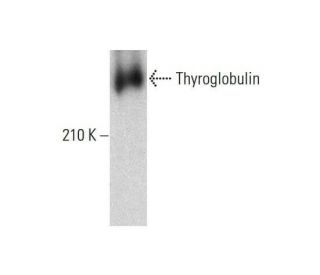 Thyroglobulin Antibody (F-7) - Western Blotting - Image 351853