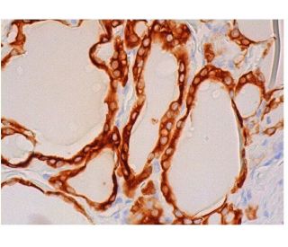 Thyroperoxidase Antibody (A-5) - Immunohistochemistry - Image 313958 