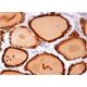 Thyroperoxidase Antibody (MoAb47) - Immunohistochemistry - Image 384126 