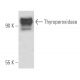 Thyroperoxidase Antibody (MoAb47) - Western Blotting - Image 16189 