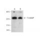 TI-VAMP Antibody (E-12) - Western Blotting - Image 72968