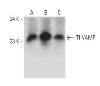 TI-VAMP Antibody (E-12) - Western Blotting - Image 358651 