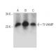 TI-VAMP Antibody (E-12) - Western Blotting - Image 358651 