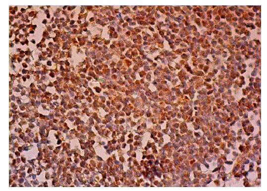 TIA-1 Antibody (C-10) | SCBT - Santa Cruz Biotechnology