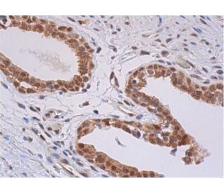 TIA-1 Antibody (C-10) | SCBT - Santa Cruz Biotechnology