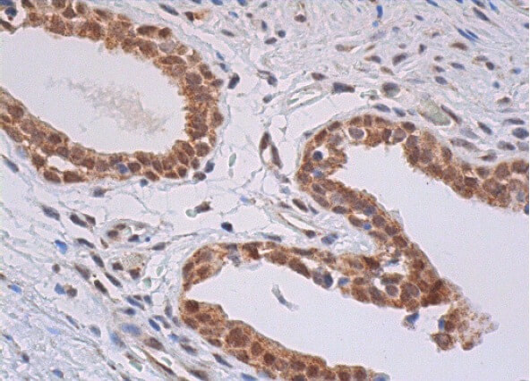TIA-1 Antibody (C-10) | SCBT - Santa Cruz Biotechnology