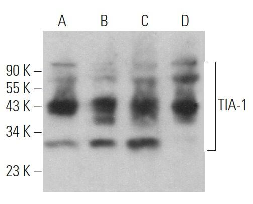 TIA-1 Antibody (C-10) | SCBT - Santa Cruz Biotechnology