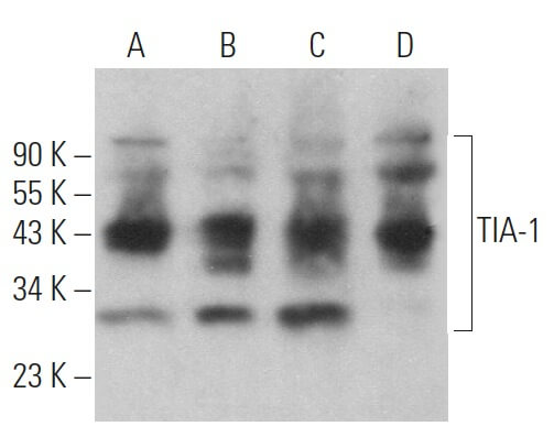 TIA-1 Antibody (C-10) | SCBT - Santa Cruz Biotechnology