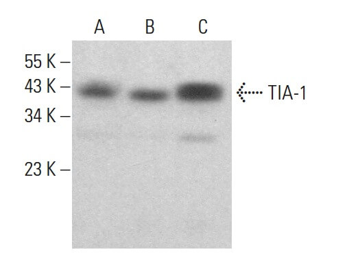 tia-1-antibody-c-10-western-