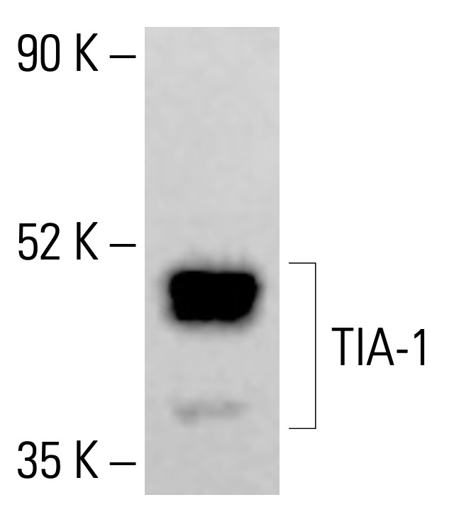 TIA-1 Antibody (C-10) | SCBT - Santa Cruz Biotechnology