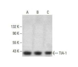 western blotting image from recommended TIA-1 (G-3) monoclonal antibody replacement. Image 352019