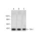 western blotting image from recommended TIA-1 (G-3) monoclonal antibody replacement. Image 352019