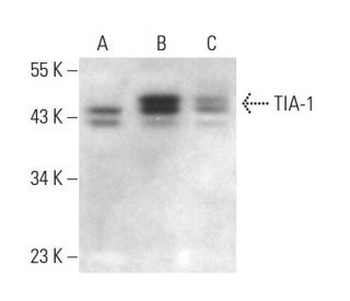 TIA-1抗体(G-11) | SCBT - Santa Cruz Biotechnology