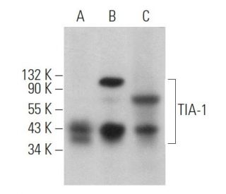 TIA-1 Antibody (G-3) | SCBT - Santa Cruz Biotechnology