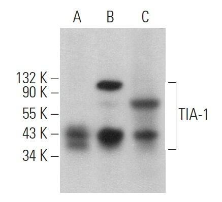 名残月様購入専用 NK-163 A2 THE・文字 文字月表 名入れカレンダー | 2026年版名入れ