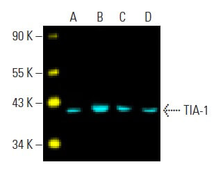 tia-1-antibody-g-3-western-