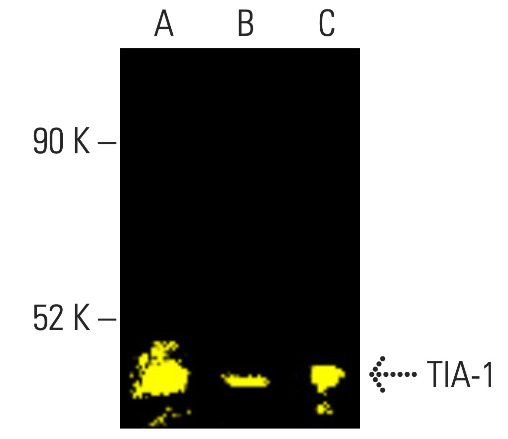 tia-1-antibody-g-3-western-