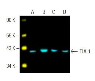 TIA-1 Antibody (G-3) - Western Blotting - Image 396316
