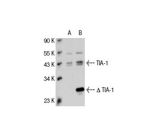 western blotting image from recommended TIA-1/TIAR (D-9) monoclonal antibody replacement. Image 20985
