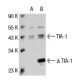 western blotting image from recommended TIA-1/TIAR (D-9) monoclonal antibody replacement. Image 20985