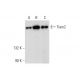 Tiam2 Antibody (C-5) - Western Blotting - Image 314568