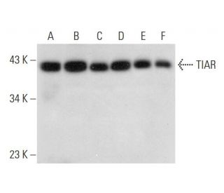 western blotting image from recommended TIAR (G-6) monoclonal antibody replacement. Image 304305