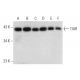 western blotting image from recommended TIAR (G-6) monoclonal antibody replacement. Image 304305