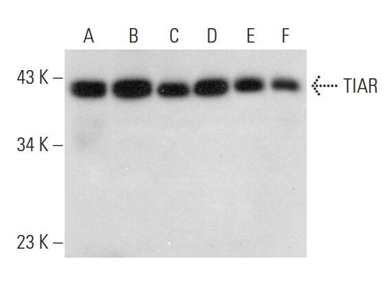 TIAR Antibody G 6 SCBT Santa Cruz Biotechnology