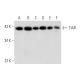 TIAR Antibody (H-1) - Western Blotting - Image 304306 