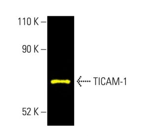 TICAM-1 Antibody (E-7) - Western Blotting - Image 404221