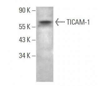 TICAM-1 Antibody (E-7) - Western Blotting - Image 359151