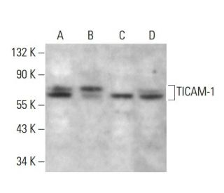 TICAM-1 Antibody (E-7) - Western Blotting - Image 382662The Double Nickase Plasmid features a U6 promoter for sgRNA expression, a 20 nt targeting sequence, and a gRNA scaffold to guide Cas9n. It includes a CBh promoter for Cas9n (D10A) and puromycin resistance, GFP for transfection verification, and nuclear localization signals (NLS). The 2A peptide allows co-expression of Cas9n and Puro from a single promoter, enabling precise genome editing with reduced off-target effects.