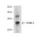 TICAM-2 Antibody (G-6) - Western Blotting - Image 155314