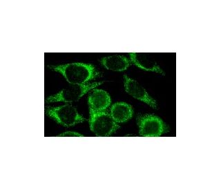 TID-1<sub>L/S</sub> Antibody (RS-11) - Immunofluorescence - Image 3384 