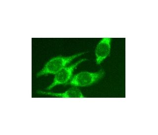 TID-1<sub>L/S</sub> Antibody (RS-13) - Immunofluorescence - Image 3382 