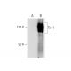 Tie-1 Antibody (G-12) - Western Blotting - Image 145582 