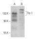 Tie-1 Antibody (G-12) - Western Blotting - Image 362893