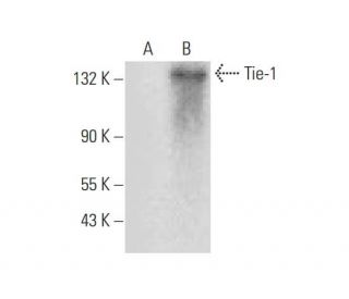 Tie-1 Antibody (G-4) - Western Blotting - Image 139525 