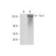 Tie-1 Antibody (G-4) - Western Blotting - Image 139525 