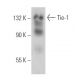 Tie-1 Antibody (G-4) - Western Blotting - Image 362892