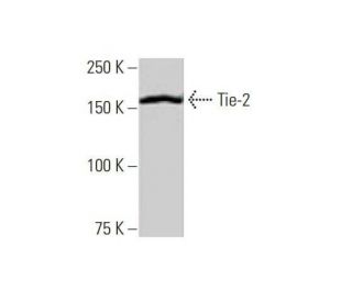 Tie-2 Antibody (3A5) - Western Blotting - Image 352147 