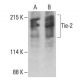 Tie-2 Antibody (F-6) - Western Blotting - Image 393524