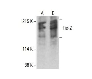 western blotting image from recommended Tie-2 (F-6) monoclonal antibody replacement. Image 393524